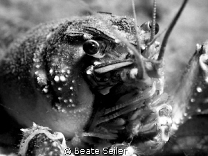 Creyfish , taken with canon G10 and 2 X UCL165 by Beate Seiler 
